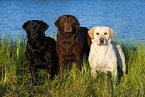 Labrador Retriever (Canis familiaris) trio
