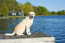 Yellow Labrador Retriever (Canis familiaris) on dock