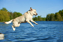 Yellow Labrador Retriever (Canis familiaris) jumping into lake off of dock
