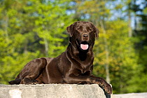 Chocolate Labrador Retriever (Canis familiaris)