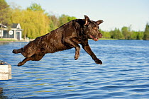 Chocolate Labrador Retriever (Canis familiaris) jumping into lake off of dock