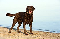 Chocolate Labrador Retriever (Canis familiaris) on beach