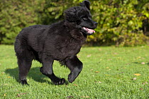 Newfoundland (Canis familiaris) puppy running