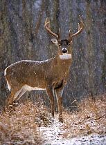 White-tailed Deer (Odocoileus virginianus) buck in snowfall, North America