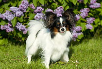 Papillon (Canis familiaris) with lilacs