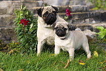 Pug (Canis familiaris) mother and puppy