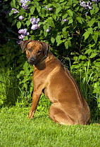 Rhodesian Ridgeback (Canis familiaris)
