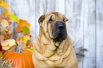 Shar Pei (Canis familiaris) with pumpking