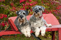 Standard Schnauzer (Canis familiaris) pair on cart