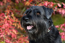 Standard Schnauzer (Canis familiaris) with autumn leaves