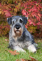 Standard Schnauzer (Canis familiaris) with autumn leaves