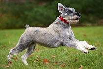 Standard Schnauzer (Canis familiaris) running