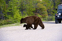 Black Bear (Ursus americanus) mother and cub crossing road, North America