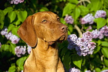 Vizsla (Canis familiaris) puppy with lilacs