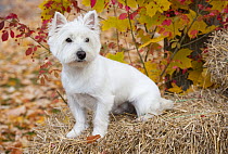 West Highland White Terrier (Canis familiaris) on hay bale
