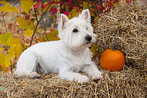 West Highland White Terrier (Canis familiaris) on hay bale with pumpkin