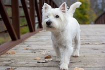 West Highland White Terrier (Canis familiaris) walking on bridge