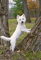 West Highland White Terrier (Canis familiaris) climbing tree