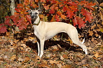 Whippet (Canis familiaris)