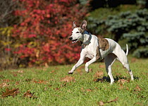 Whippet (Canis familiaris) running