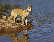 Dingo (Canis lupus dingo) on lake shore, Victoria, Australia