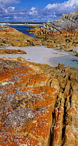 Granite covered with orange lichen, Bay of Fires, Ansons Bay, Tasmania, Australia