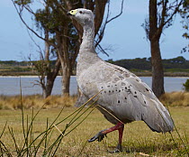 Cape Barren Goose (Cereopsis novaehollandiae), Tasmania, Australia