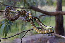 Carpet Python (Morelia spilota variegata) in tree, Northern Territory, Australia