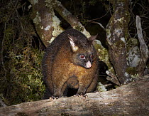 Common Brush-tailed Possum (Trichosurus vulpecula) at night, Cradle Mountain-Lake Saint Clair National Park, Tasmania, Australia