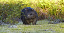 Common Wombat (Vombatus ursinus), Tasmania, Australia