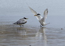 Great Crested-Tern (Sterna bergii) parent bringing food for chick, Wilsons Promontory National Park, Victoria, Australia