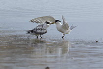 Great Crested-Tern (Sterna bergii) parent bringing food for chick, Wilsons Promontory National Park, Victoria, Australia