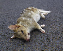 Eastern Quoll (Dasyurus viverrinus) killed on road, Tasmania, Australia