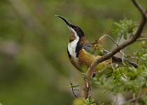 Eastern Spinebill (Acanthorhynchus tenuirostris) male, Canberra, Australia