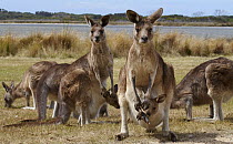 Eastern Grey Kangaroo (Macropus giganteus) group grazing with two mothers and their joeys, Tasmania, Australia
