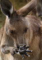 Eastern Grey Kangaroo (Macropus giganteus) licking arms to stay cool, Tasmania, Australia