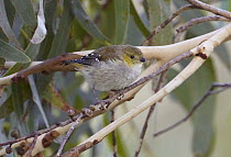 Forty-spotted Pardalote (Pardalotus quadragintus), Bruny Island, Tasmania, Australia