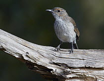 Grey Shrike-thrush (Colluricincla harmonica), Arthur River, Tasmania, Australia