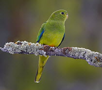 Orange-bellied Parrot (Neophema chrysogaster) female, Tasmania, Australia