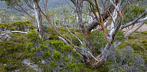 Snow Gum (Eucalyptus pauciflora) trees, Mount Field National Park, Tasmania, Australia