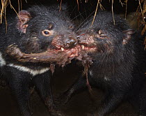 Tasmanian Devil (Sarcophilus harrisii) pair fighting over meat, Tasmania, Australia