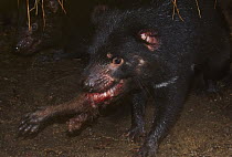 Tasmanian Devil (Sarcophilus harrisii) carrying away piece of carcass, Woodbridge, Tasmania, Australia