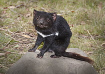 Tasmanian Devil (Sarcophilus harrisii), Tasmania, Australia