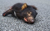 Tasmanian Devil (Sarcophilus harrisii) killed on road, Tasmania, Australia
