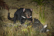 Tasmanian Devil (Sarcophilus harrisii) scavenging on Eastern Grey Kangaroo (Macropus giganteus) carcass near Arthur River, the last remaining area unaffected by the fatal facial tumor, western Tasmani...