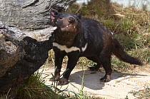 Tasmanian Devil (Sarcophilus harrisii), Arthur River, Tasmania, Australia