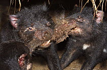 Tasmanian Devil (Sarcophilus harrisii) trio fighting over meat, Tasmania, Australia