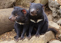 Tasmanian Devil (Sarcophilus harrisii) pair, Tasmania, Australia