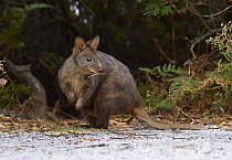 Red-bellied Pademelon (Thylogale billardierii), Mount William National Park, Tasmania, Australia