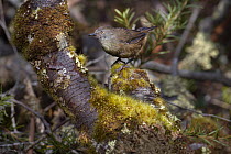 Brown Scrubwren (Sericornis humilis), Cradle Mountain-Lake Saint Clair National Park, Tasmania, Australia